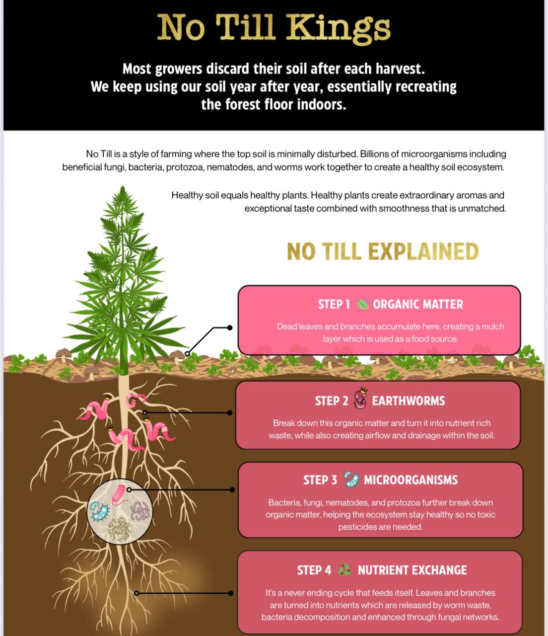 No Till Kings 1/8th Flower UK