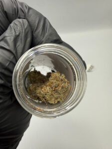 Jungle Boys Zazooka Flower UK
